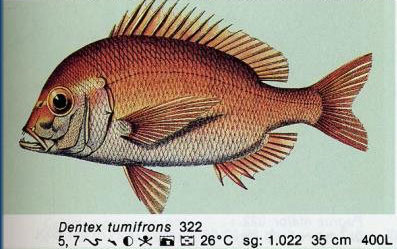 Dentex tumifrons